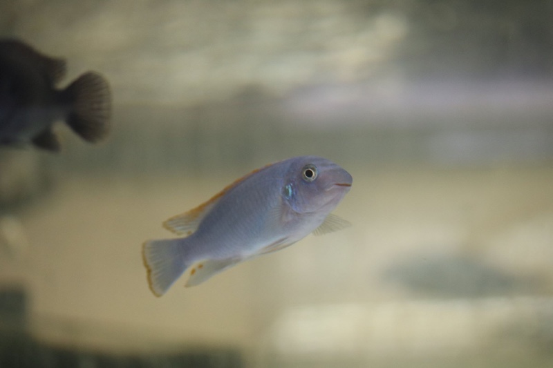 Labeotropheus fuelleborni 'Chidunga Rocks'